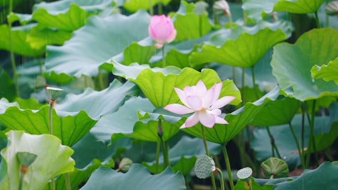 荷花谷雨实拍夏天下雨特写空镜