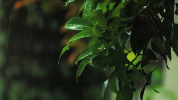 雨中绿植 叶子上的雨滴