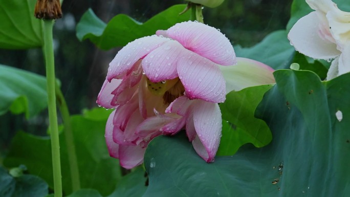 夏天雨水荷花荷叶雨滴雨景