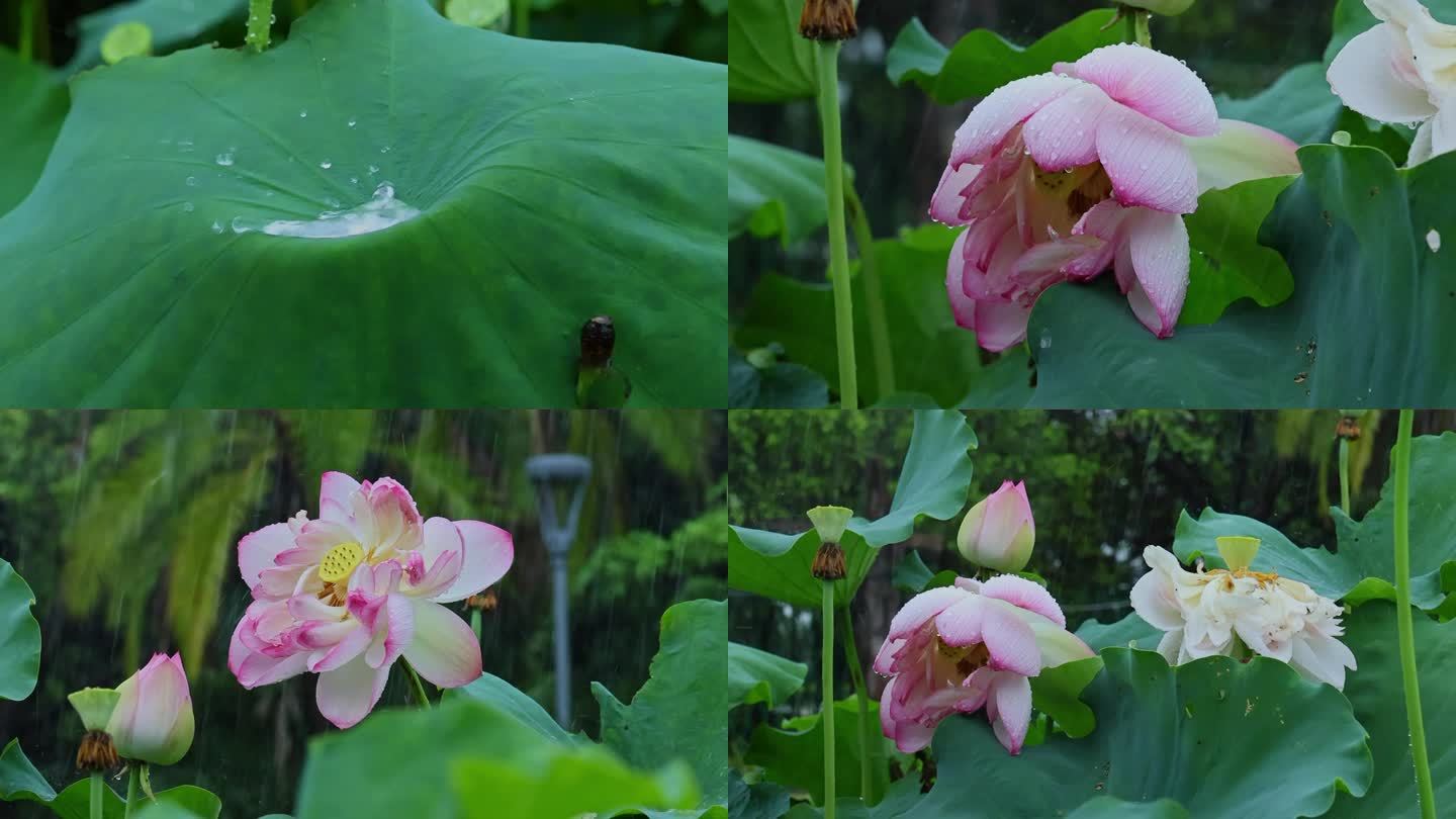 夏天雨水荷花荷叶雨滴雨景