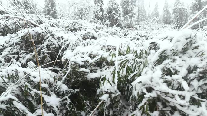 冬季下雪穿越林间小路游玩赏雪山路十八弯