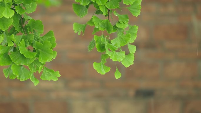 4K拍摄梅雨季节唯美雨景雨珠特写