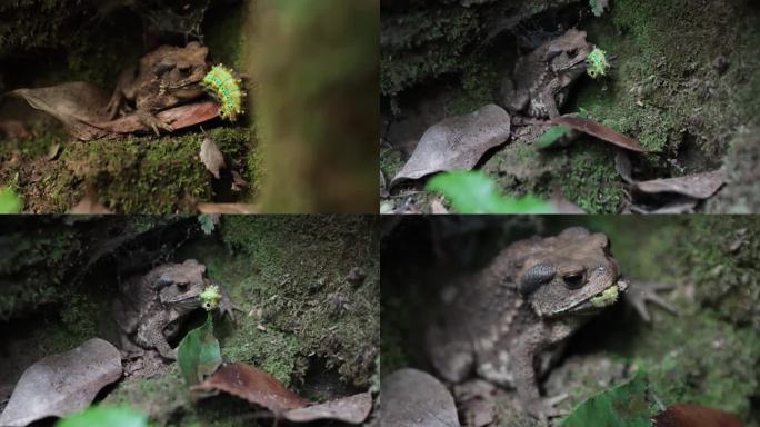 癞蛤蟆进食大自然野生动物昆虫