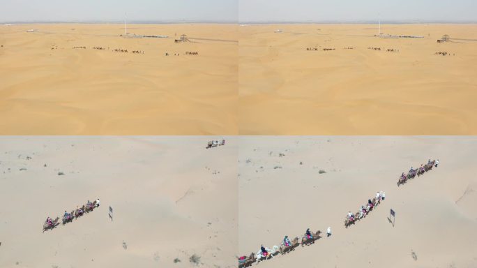 骆驼在沙漠行走航拍