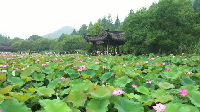 多角度，低角度航拍荷花池内荷花