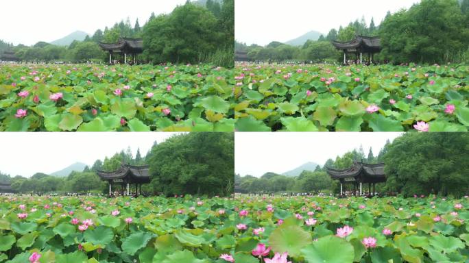 多角度，低角度航拍荷花池内荷花