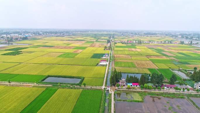 农作物水稻航拍