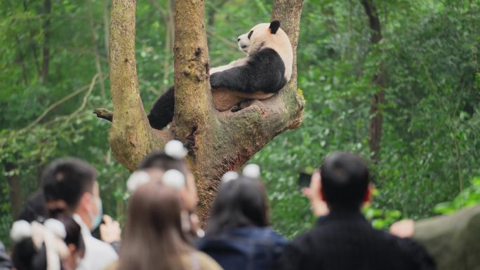 成都熊猫基地游客用手机拍摄树上的大熊猫