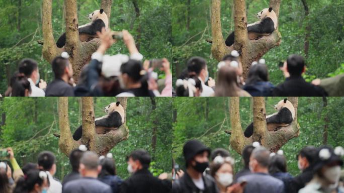 成都熊猫基地游客用手机拍摄树上的大熊猫
