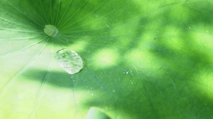 荷叶上的水滴雨水雨露