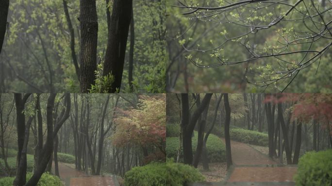 春雨-雨林