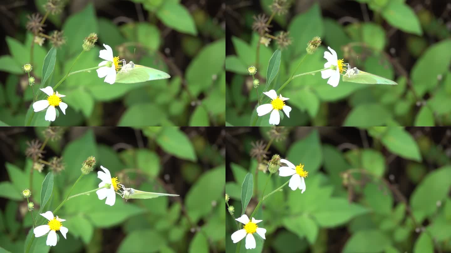 白蝴蝶优雅飞离野花慢镜头