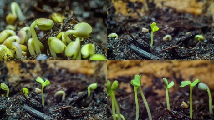 发芽的植物豆芽豆苗生长过程