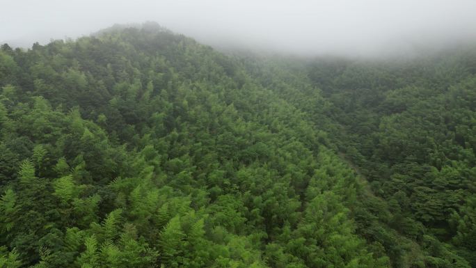 山区俯瞰植被覆盖率  俯拍森林云雾缭绕