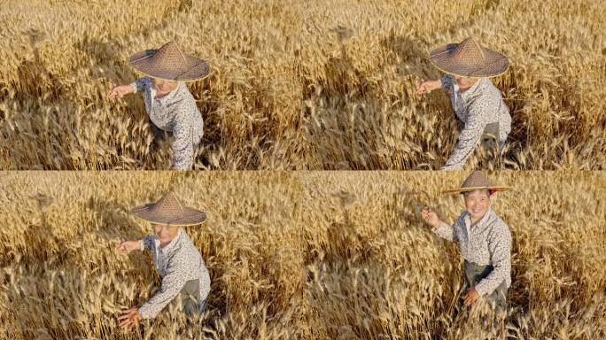 麦子麦田农民丰收笑脸