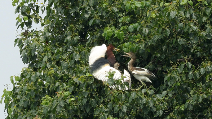 杭州湘湖风景区中的水鸟白鹭飞翔栖息打闹