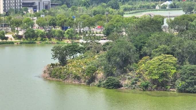 淮滨东西湖白鹭岛鸟岛