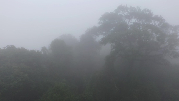 迷雾中的原始森林