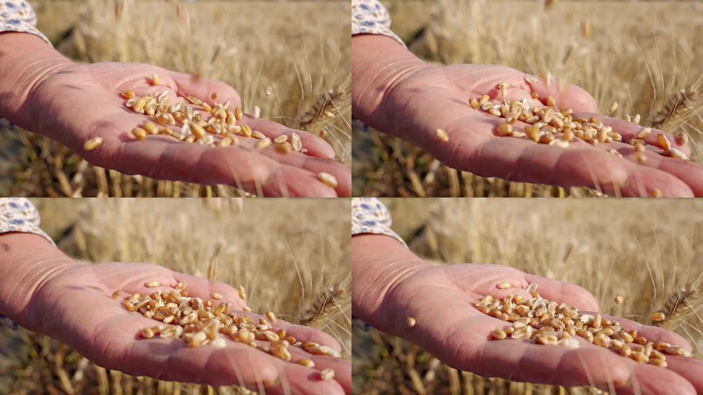 麦子麦田丰收 农民手接麦子