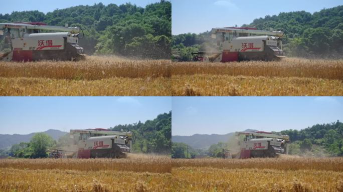 现代化农业 麦子收割机