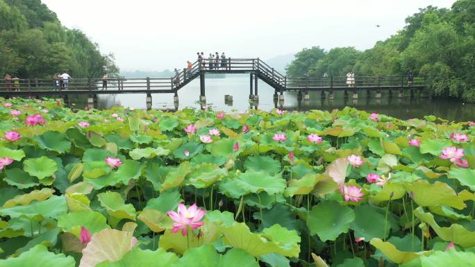 多角度，低角度航拍荷花池内荷花