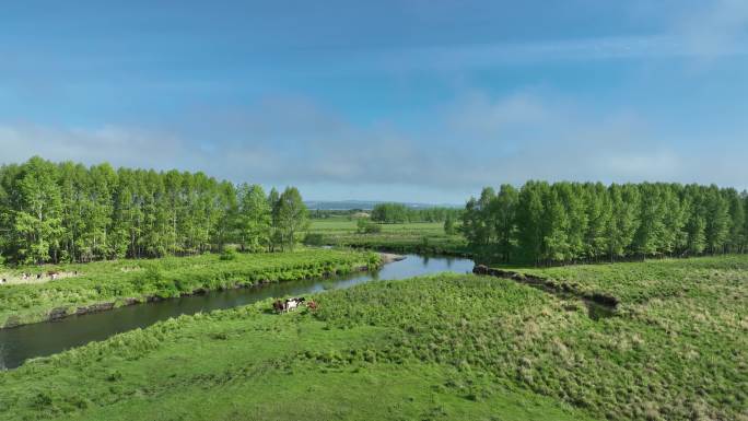 航拍湿地河流树木牛群