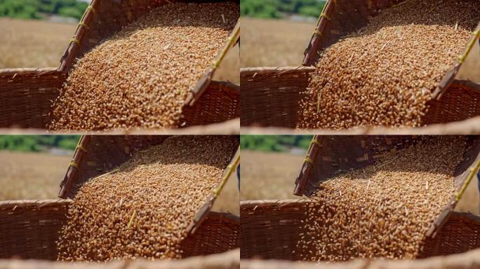 簸箕麦子 倒入麦子