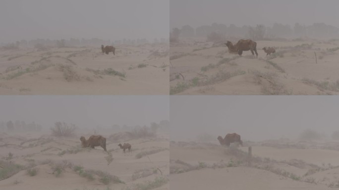 沙尘暴下的沙漠骆驼F