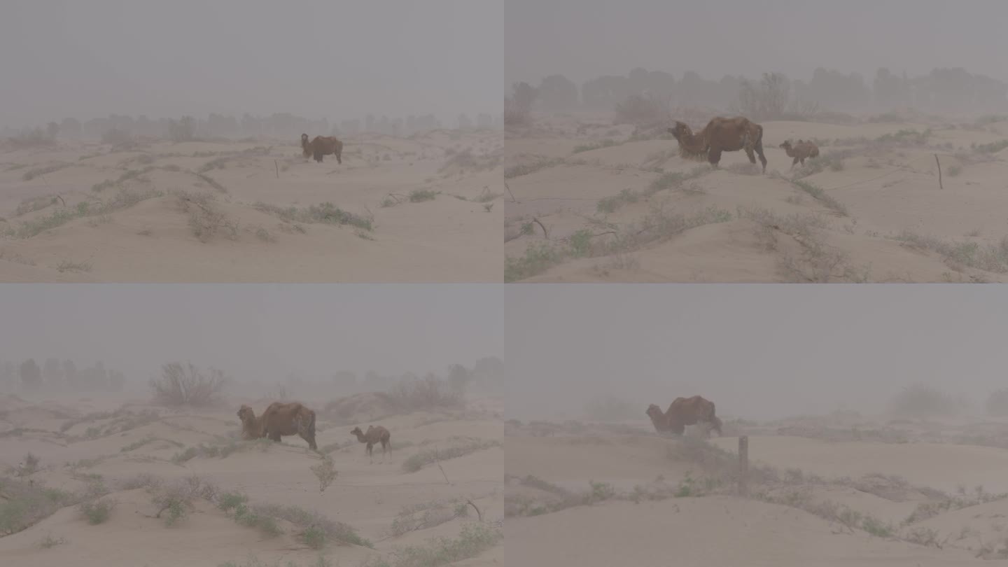 沙尘暴下的沙漠骆驼F