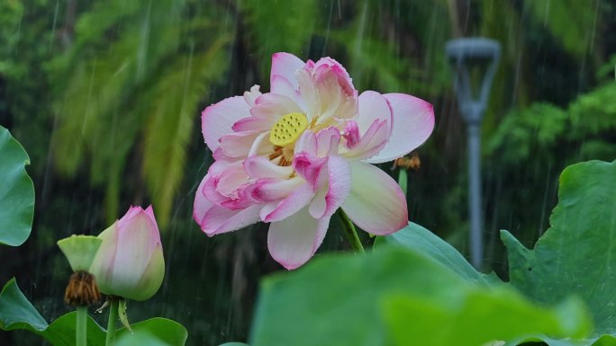 夏天雨水荷花荷叶雨滴雨景