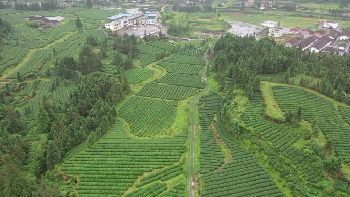 韶关乳源洛阳镇茶叶种植基地