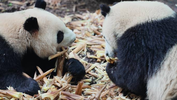 可爱大熊猫吃竹笋