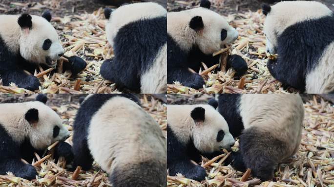 可爱大熊猫吃竹笋