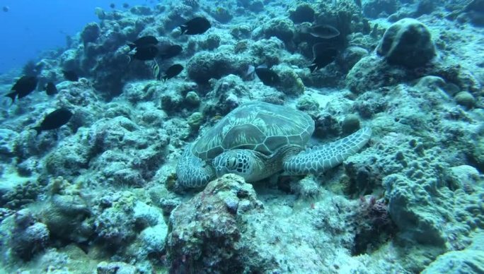 水肺潜水海底沉船水下鱼珊瑚鱼群