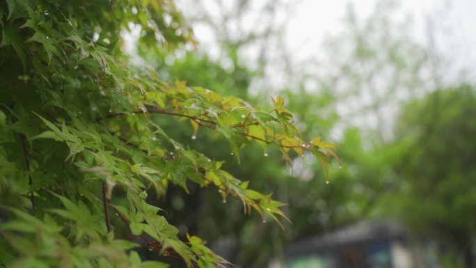 水珠夏天雨景树叶花草小水珠