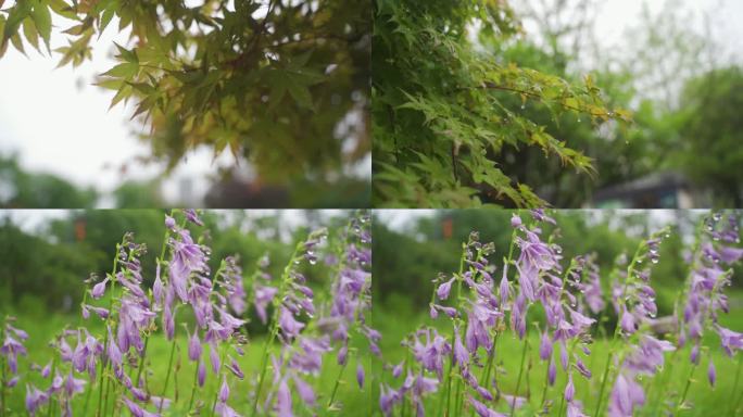 水珠夏天雨景树叶花草小水珠