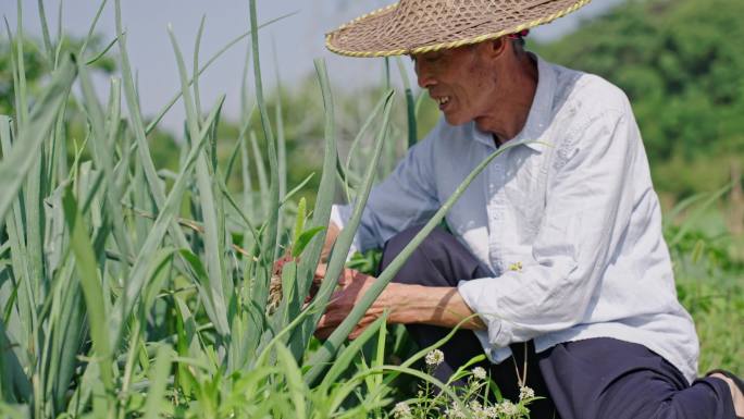 菜地 农村农民笑脸 拔洋葱