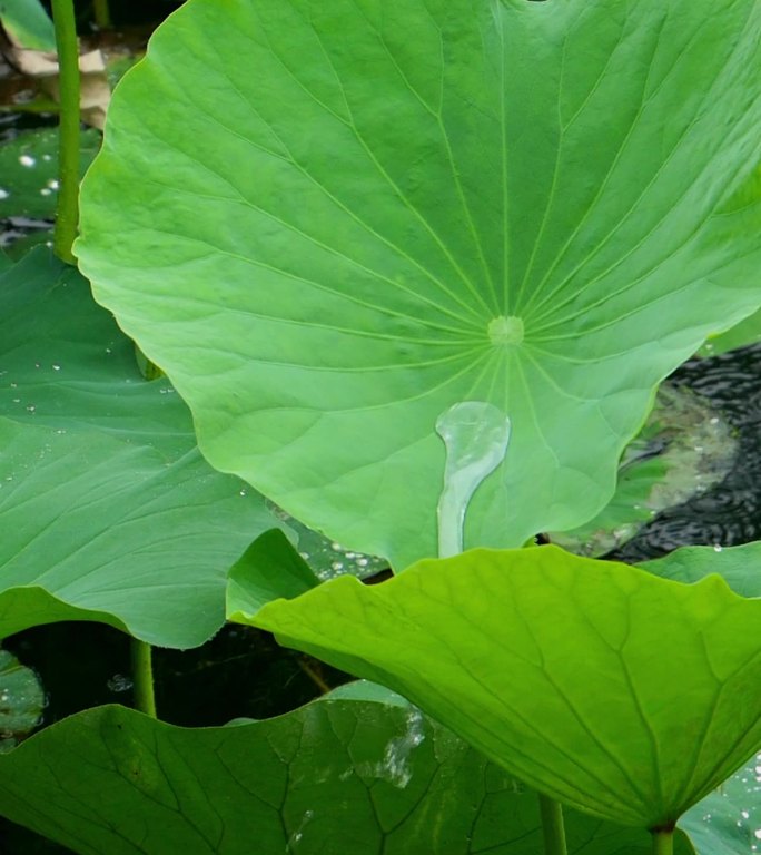 夏雨荷