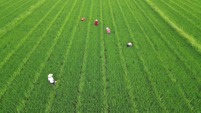 富硒水稻  田里除草的劳作背影