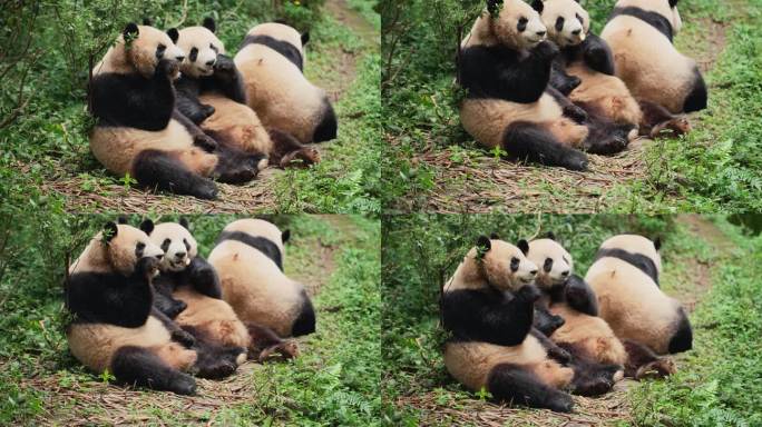 三只可爱国宝大熊猫坐在一起津津有味吃东西