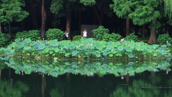 荷塘与游客