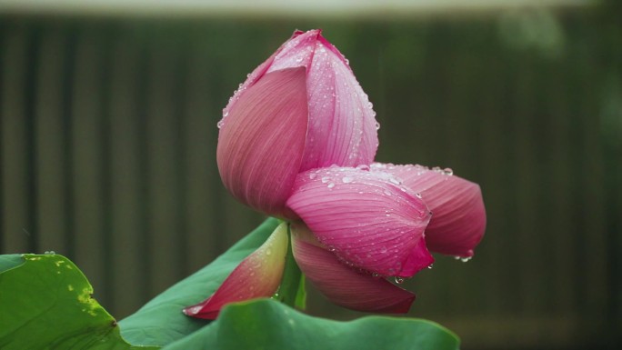 雨中粉红色荷花 红荷花 粉荷花 花朵水珠