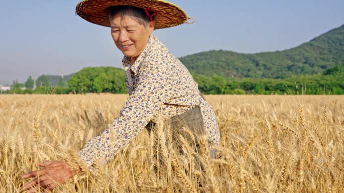 麦子麦田农民丰收笑脸