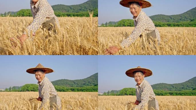 麦子麦田农民丰收笑脸