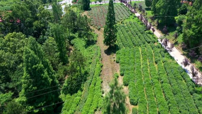 航拍茶园茶叶种植基地