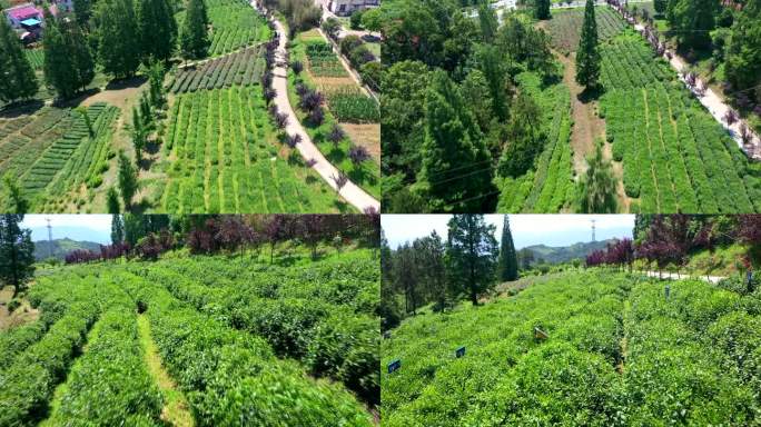 航拍茶园茶叶种植基地