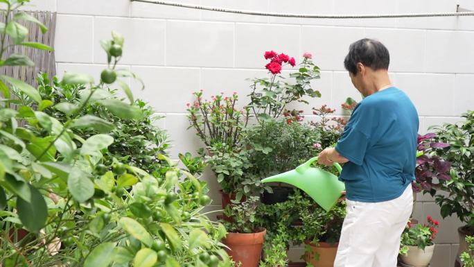 老人浇花 庭院 老人 退休 生活 南方