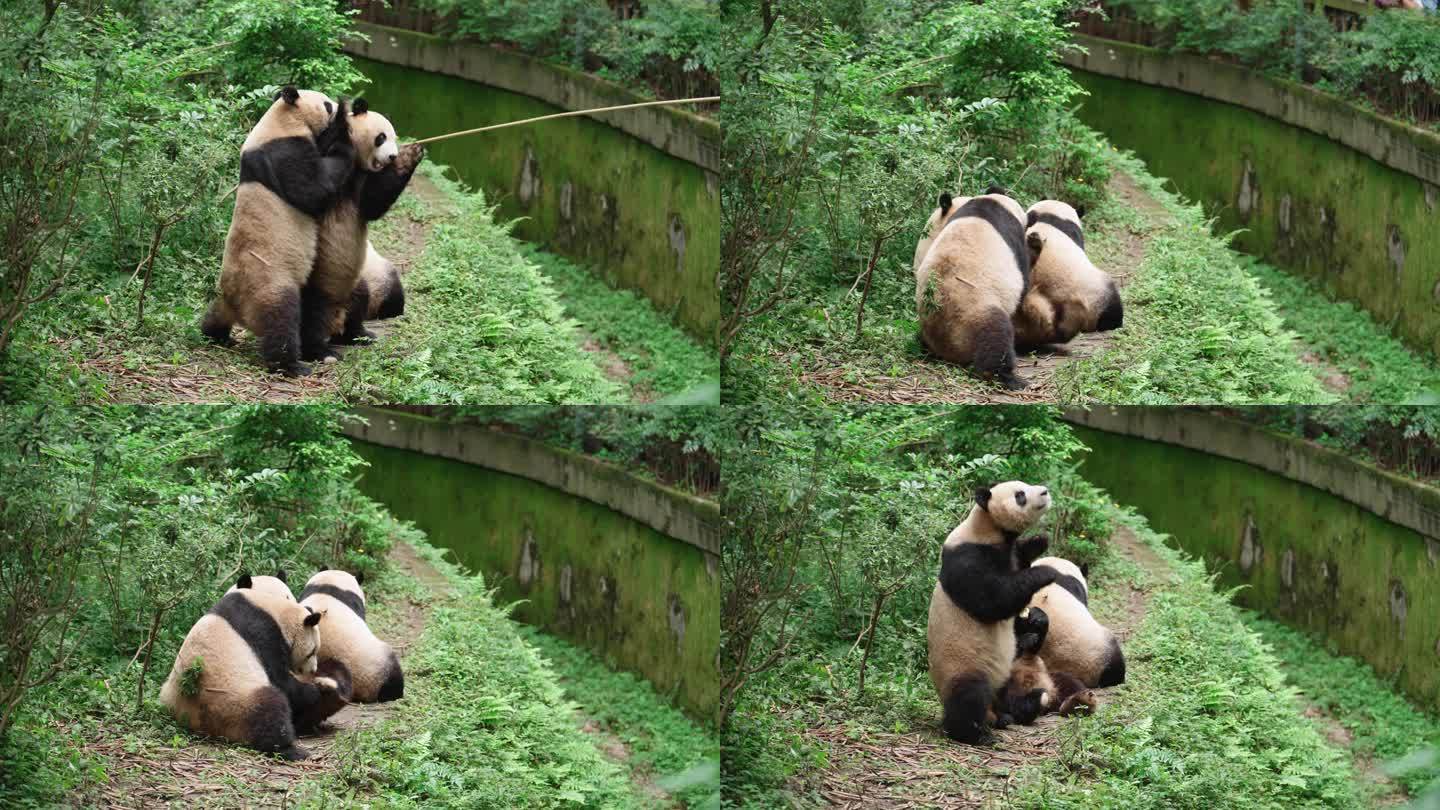 成都熊猫基地可爱大熊猫排排坐站立拿苹果吃