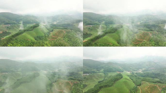 航拍雨后高山茶园