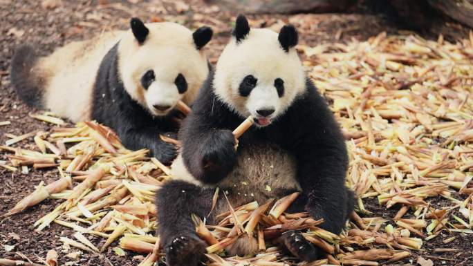 两只可爱大熊猫吃竹笋特写镜头
